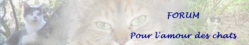 AMOUR DES CHATS Forum Index