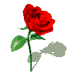 rose