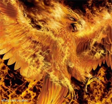 le gang des phoenix forum Index du Forum