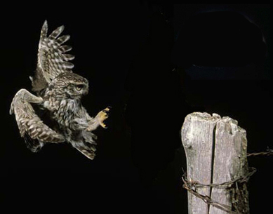 La Chevêche d' Athéna            ( Athene Noctua) Forum Index