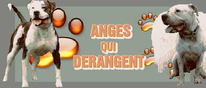 ANGES QUI DERANGENT Forum Index