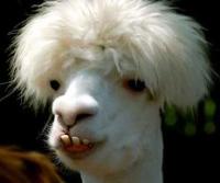 http://img10.xooimage.com/files/3/3/f/lama-46c724.jpeg