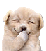 chien rit