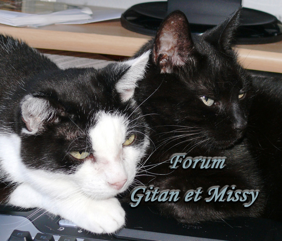 Forum Gitan et Missy Forum Index