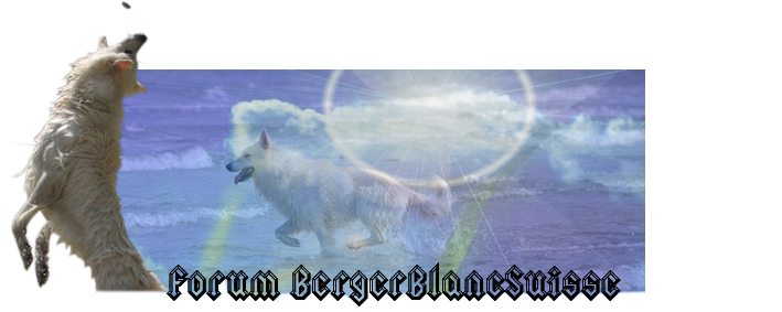 forum du berger blanc suisse : ambiance bbs Forum Index