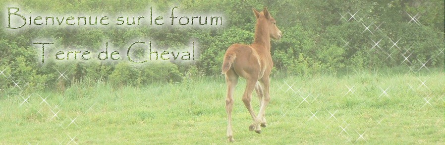 Terre de Cheval Forum Index