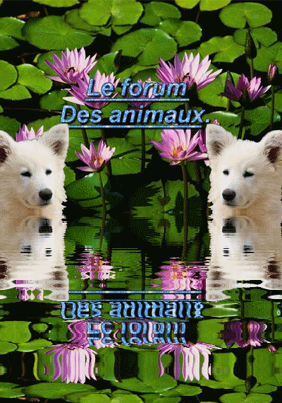 Le forum des animaux Index du Forum