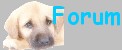 nintendogs Forum Index
