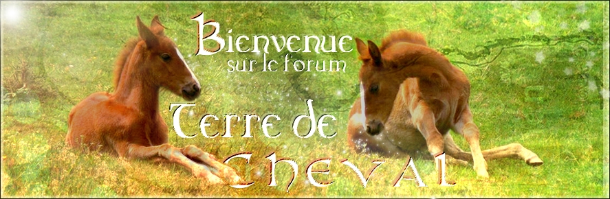 Terre de Cheval Forum Index