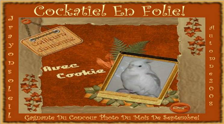 Cockatiel en Folie Forum Index