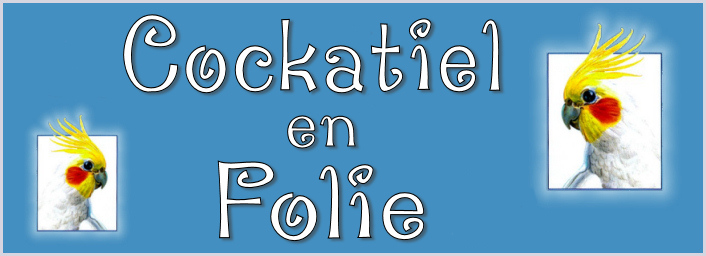 Cockatiel en Folie Forum Index